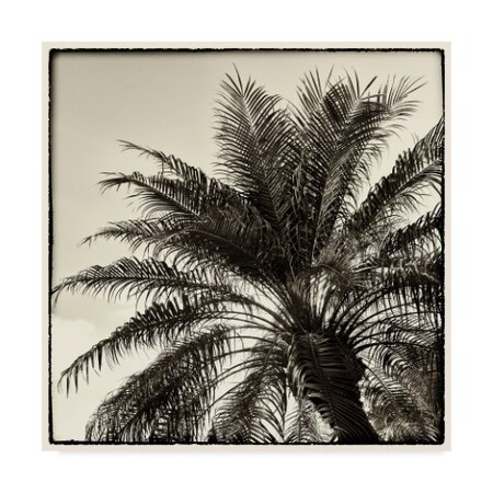 Trademark Fine Art Debra Van Swearingen 'Palm Tree Sepia I' Canvas Art, 35x35 WAP07783-C3535GG